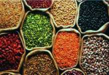 बीज उत्पादन का हब बनेगा बिहार