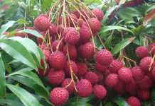 देश में 40 फीसद लोगों को लीची खिलाता है बिहार के उत्पादन में बिहार का के उत्पादन में टिश्यू कल्चर प्रयोगशाला की का विशिष्ट स्थान है।