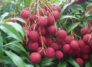 देश में 40 फीसद लोगों को लीची खिलाता है बिहार के उत्पादन में बिहार का के उत्पादन में टिश्यू कल्चर प्रयोगशाला की का विशिष्ट स्थान है।