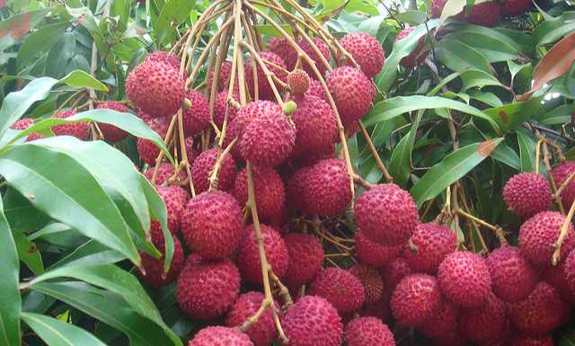 देश में 40 फीसद लोगों को लीची खिलाता है बिहार के उत्पादन में बिहार का के उत्पादन में टिश्यू कल्चर प्रयोगशाला की का विशिष्ट स्थान है।