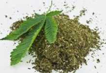 दारू बंद हुई तो गांजा की ओर मुखातिब हुए बिहार के नशेड़ी