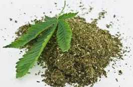 दारू बंद हुई तो गांजा की ओर मुखातिब हुए बिहार के नशेड़ी