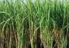 सरकार की मदद से बढ़ रही है बिहार में गन्ने की मिठास