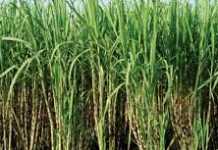 सरकार की मदद से बढ़ रही है बिहार में गन्ने की मिठास