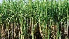 सरकार की मदद से बढ़ रही है बिहार में गन्ने की मिठास