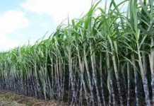 दो मजदूरों की जान जाने के बाद भी नहीं खुली हनुमान चीनी मिल कृषि कानून के विरोध को पश्चिम बंगाल के अकाल के परिप्रेक्ष्य में देखने की जरूरत है। अकाल में भूख से 30 लाख लोगों की तड़प-तड़प कर मौत हुई थी।