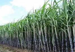 दो मजदूरों की जान जाने के बाद भी नहीं खुली हनुमान चीनी मिल कृषि कानून के विरोध को पश्चिम बंगाल के अकाल के परिप्रेक्ष्य में देखने की जरूरत है। अकाल में भूख से 30 लाख लोगों की तड़प-तड़प कर मौत हुई थी।