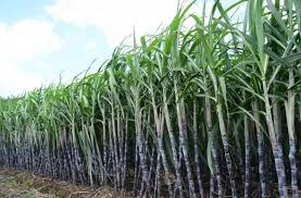 sugar कृषि कानून के विरोध को पश्चिम बंगाल के अकाल के परिप्रेक्ष्य में देखने की जरूरत है। अकाल में भूख से 30 लाख लोगों की तड़प-तड़प कर मौत हुई थी।
