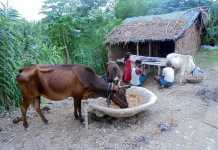 बार-बार मन पूछे मेरा, बोलो भाई- कहां गइल मोर गांव रे!