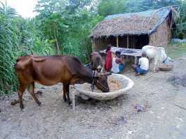 मलिकाइन के पाती- जइसन देवता, ओइसन पूजा