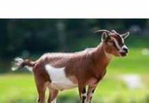 बकरीद पर विशेष- इस्लाम के लिए सबसे ज्यादा कुर्बानी बकरों ने दी है