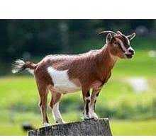 बकरीद पर विशेष- इस्लाम के लिए सबसे ज्यादा कुर्बानी बकरों ने दी है