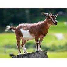 बकरीद पर विशेष- इस्लाम के लिए सबसे ज्यादा कुर्बानी बकरों ने दी है