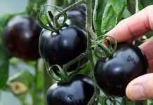 डायबिटीज व दिल की बीमारी में फायदेमंद है काला टमाटर