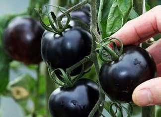 डायबिटीज व दिल की बीमारी में फायदेमंद है काला टमाटर