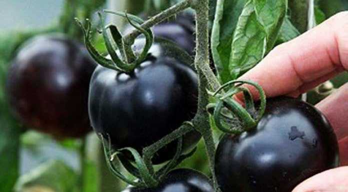 डायबिटीज व दिल की बीमारी में फायदेमंद है काला टमाटर