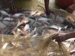 गोपालगंज की रीता देवी ने मछली पालन से बदली अपनी किस्मत