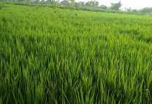 किसानों पर मेहरबान बिहार सरकार, हर इच्छुक से धान की खरीद