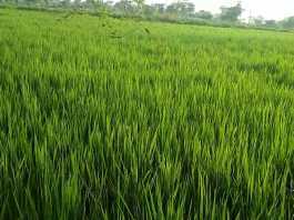 बिहार सरकार ‘कृषि यंत्र बैंक’ के जरिये किसानों की आय बढ़ाएगी