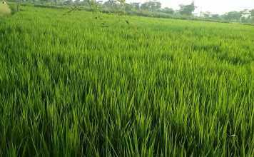 किसानों पर मेहरबान बिहार सरकार, हर इच्छुक से धान की खरीद