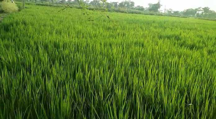 किसानों पर मेहरबान बिहार सरकार, हर इच्छुक से धान की खरीद