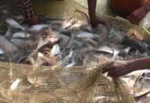 आंध्र प्रदेश से आयीं मछलियां खाने से कैंसर का खतरा