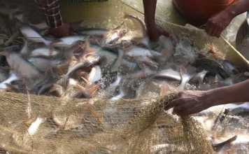 आंध्र प्रदेश से आयीं मछलियां खाने से कैंसर का खतरा