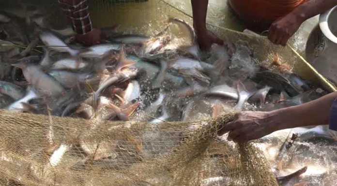 आंध्र प्रदेश से आयीं मछलियां खाने से कैंसर का खतरा