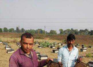 मधुमक्खी पालन ने बदल दी प्रदीप की किस्मत, कारोबार 50 लाख