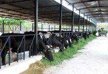 चार वर्षों में दूध उत्पादन में हुई अभूतपूर्व वृद्धिः राजीव रंजन