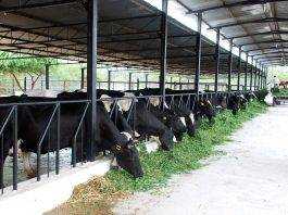 चार वर्षों में दूध उत्पादन में हुई अभूतपूर्व वृद्धिः राजीव रंजन