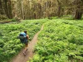 पर्यटकों को बिहार की ओर आकर्षित कर रहा है ईको टूरिज्म
