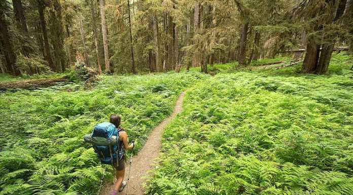 पर्यटकों को बिहार की ओर आकर्षित कर रहा है ईको टूरिज्म