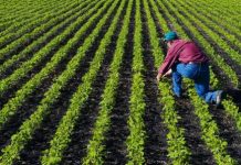 ‘तरकारी’ ब्रांड को प्रमोट कर सब्जी उत्पादन बढ़ाने में जुटी बिहार सरकार