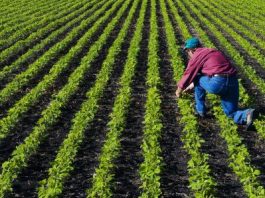 किसान और कर्ज माफी के मुद्दे पर ही अब चुनाव लड़े जाने की तैयारी