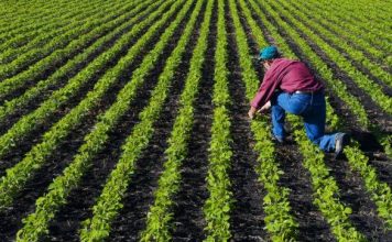 ‘तरकारी’ ब्रांड को प्रमोट कर सब्जी उत्पादन बढ़ाने में जुटी बिहार सरकार