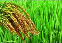 बिहार में आधुनिक कृषि पद्धति से खेती के लिए सबसिडी