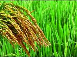 बिहार में किसानों को नहीं मिल रहे हैं धान के समर्थन मूल्य