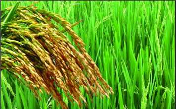 बिहार में किसानों को नहीं मिल रहे हैं धान के समर्थन मूल्य