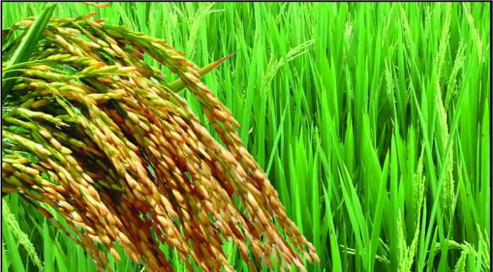 बिहार में किसानों को नहीं मिल रहे हैं धान के समर्थन मूल्य