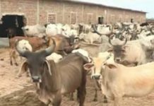 गो सेवा की राजनीति में अब नीतीश कुमार भी कर रहे कदमताल