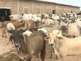 गो सेवा की राजनीति में अब नीतीश कुमार भी कर रहे कदमताल