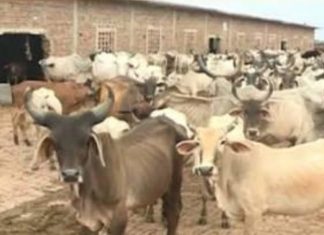 गो सेवा की राजनीति में अब नीतीश कुमार भी कर रहे कदमताल