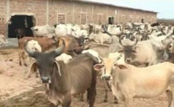 गो सेवा की राजनीति में अब नीतीश कुमार भी कर रहे कदमताल