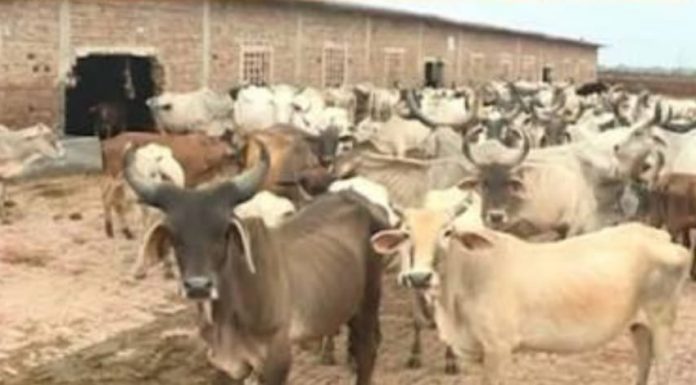 गो सेवा की राजनीति में अब नीतीश कुमार भी कर रहे कदमताल