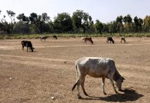 बूझ जाईं मलिकार कि मन चंगा त कठौती में गंगा