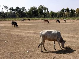 बूझ जाईं मलिकार कि मन चंगा त कठौती में गंगा