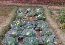 मोदी राज में किसानों की कई समस्याओं का हुआ समाधानः राजीव रंजन