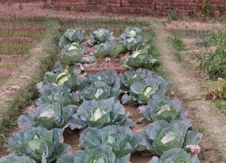 मोदी राज में किसानों की कई समस्याओं का हुआ समाधानः राजीव रंजन