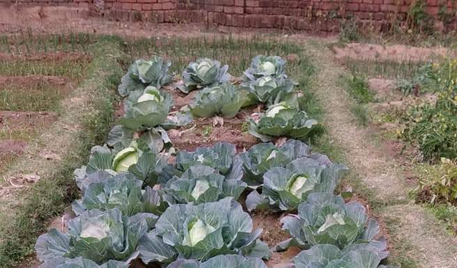 मोदी राज में किसानों की कई समस्याओं का हुआ समाधानः राजीव रंजन